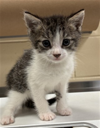 Shelter Stray Male Cat last seen HERMITS TRL/AS, 232 Eslinger Way, Sanford, FL 32773, USA