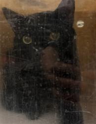 Shelter Stray Unknown Cat last seen BROADWAY ST/AS, 232 Eslinger Way, Sanford, FL 32773, USA