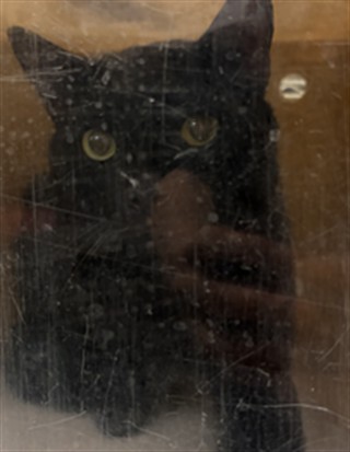 Shelter Stray Unknown Cat last seen BROADWAY ST/AS, 232 Eslinger Way, Sanford, FL 32773, USA