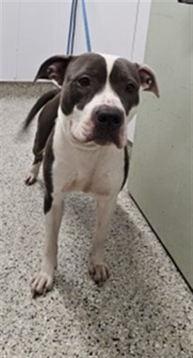 Shelter Stray Female Dog last seen Near BLOCK FENKELL ST, DETROIT MI 48238, 1431 E Ferry St, Detroit, MI 48211, USA
