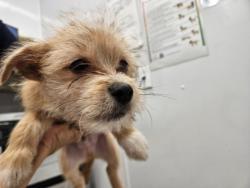 Shelter Stray Unknown Dog last seen Near BLOCK E MCNICHOLS RD, DETROIT MI 48205, 1431 E Ferry St, Detroit, MI 48211, USA