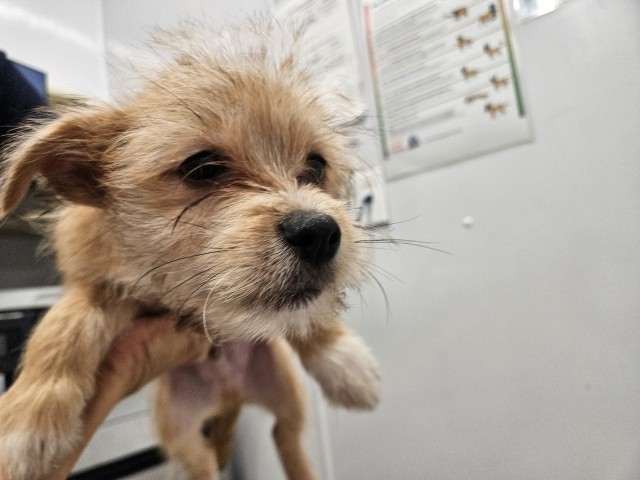 Shelter Stray Unknown Dog last seen Near BLOCK E MCNICHOLS RD, DETROIT MI 48205, 1431 E Ferry St, Detroit, MI 48211, USA