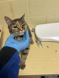 Shelter Stray Female Cat last seen DIAS AVE & TRAVELODGE MHP, 2127 Front St, Sacramento, CA 95818, USA