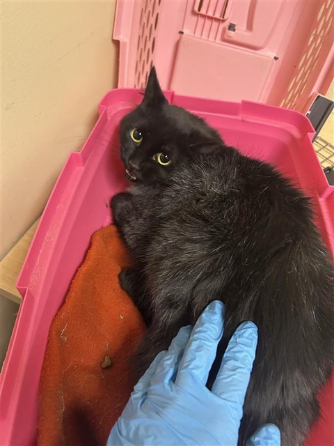 Shelter Stray Female Cat last seen DIAS AVE & TRAVELODGE MHP, 2127 Front St, Sacramento, CA 95818, USA