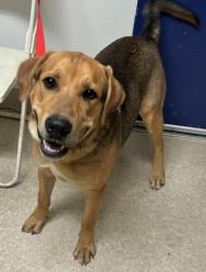 Shelter Stray Male Dog last seen Near BLOCK REDBANK RD, BAKERSFIELD CA 93307, 3951 Fruitvale Ave, Bakersfield, CA 93308, USA