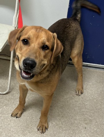 Shelter Stray Male Dog last seen Near BLOCK REDBANK RD, BAKERSFIELD CA 93307, 3951 Fruitvale Ave, Bakersfield, CA 93308, USA