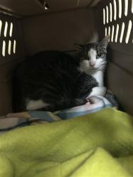 Shelter Stray Unknown Cat last seen DIAS AVE & TRAVELODGE MHP, 2127 Front St, Sacramento, CA 95818, USA