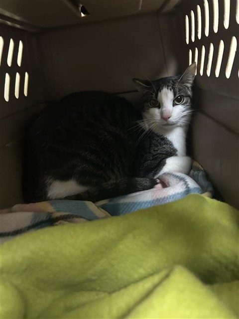 Shelter Stray Unknown Cat last seen DIAS AVE & TRAVELODGE MHP, 2127 Front St, Sacramento, CA 95818, USA