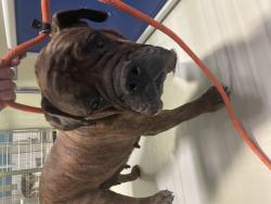 Shelter Stray Female Dog last seen Near BLOCK MONNA AVE, BAKERSFIELD CA 93308, 3951 Fruitvale Ave, Bakersfield, CA 93308, USA