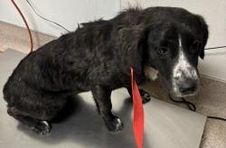 Shelter Stray Female Dog last seen Near BLOCK SMITH ST, BAKERSFIELD CA 93307, 3951 Fruitvale Ave, Bakersfield, CA 93308, USA