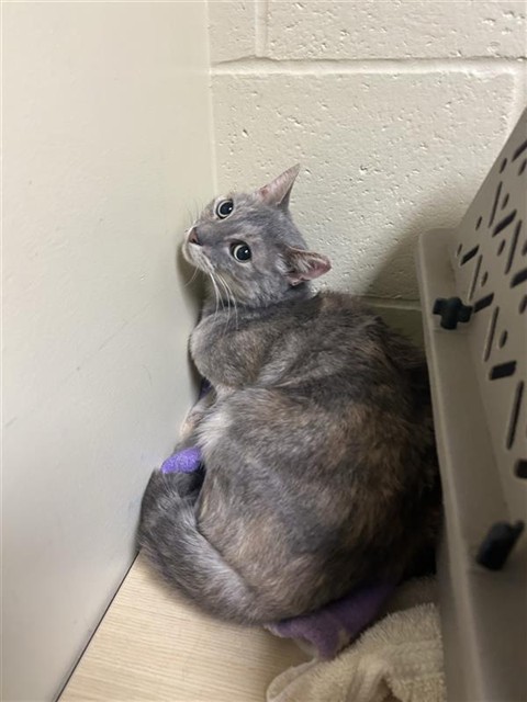 Shelter Stray Female Cat last seen DIAS AVE & TRAVELODGE MHP, 2127 Front St, Sacramento, CA 95818, USA