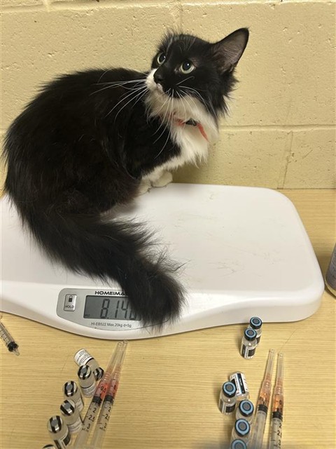 Shelter Stray Unknown Cat last seen DIAS AVE & TRAVELODGE MHP, 2127 Front St, Sacramento, CA 95818, USA