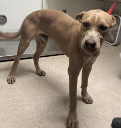 Shelter Stray Male Dog last seen Near BLOCK E BEAR MOUNTAIN BLVD, ARVIN CA 93203, 3951 Fruitvale Ave, Bakersfield, CA 93308, USA