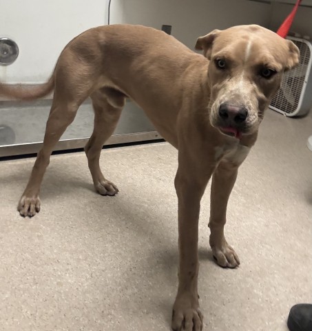 Shelter Stray Male Dog last seen Near BLOCK E BEAR MOUNTAIN BLVD, ARVIN CA 93203, 3951 Fruitvale Ave, Bakersfield, CA 93308, USA