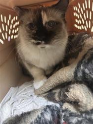 Shelter Stray Female Cat last seen DIAS AVE & TRAVELODGE MHP, 2127 Front St, Sacramento, CA 95818, USA