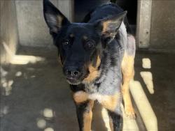 Shelter Stray Female Dog last seen , 1850 W 60th St, Los Angeles, CA 90047, USA
