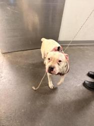 Shelter Stray Female Dog last seen , 1850 W 60th St, Los Angeles, CA 90047, USA