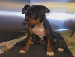 Shelter Stray Female Dog last seen , 1850 W 60th St, Los Angeles, CA 90047, USA