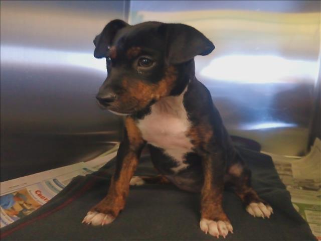 Shelter Stray Female Dog last seen , 1850 W 60th St, Los Angeles, CA 90047, USA