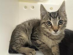 Shelter Stray Male Cat last seen Near BLOCK W SCOTT ST, 3839 W Burnham St, West Milwaukee, WI 53215, USA