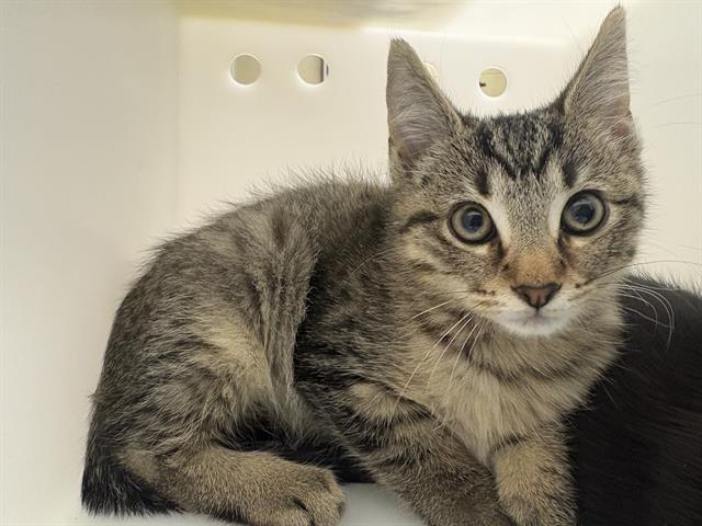 Shelter Stray Male Cat last seen Near BLOCK W SCOTT ST, 3839 W Burnham St, West Milwaukee, WI 53215, USA