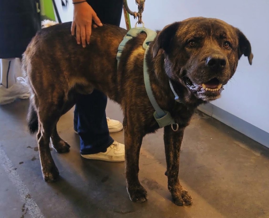 Shelter Stray Male Dog last seen , 1850 W 60th St, Los Angeles, CA 90047, USA