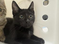 Shelter Stray Male Cat last seen Near BLOCK W SCOTT ST, 3839 W Burnham St, West Milwaukee, WI 53215, USA