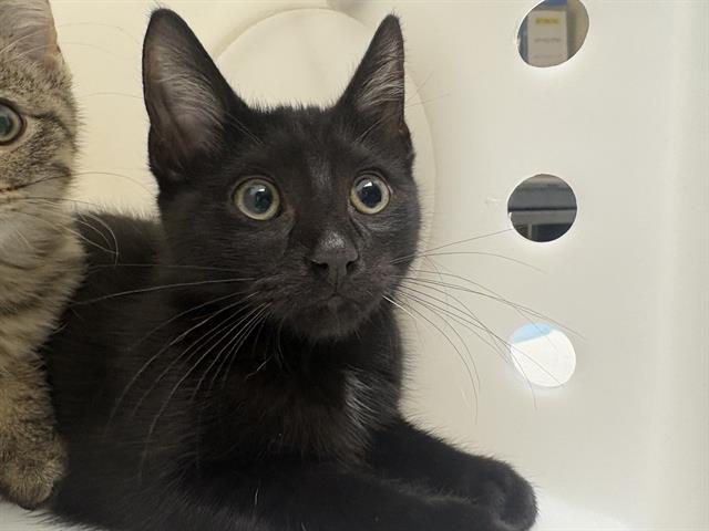 Shelter Stray Male Cat last seen Near BLOCK W SCOTT ST, 3839 W Burnham St, West Milwaukee, WI 53215, USA
