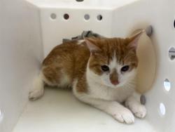 Shelter Stray Male Cat last seen Near BLOCK W WISCONSIN, 3839 W Burnham St, West Milwaukee, WI 53215, USA