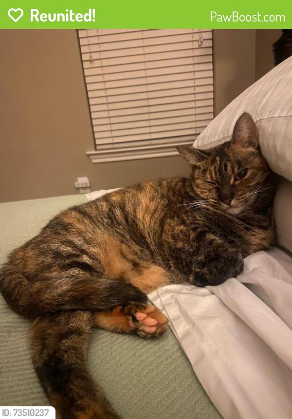Reunited Female Cat last seen Near Slough Way, Magnolia, TX 77354