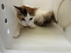 Shelter Stray Female Cat last seen Near BLOCK W WISCONSIN, 3839 W Burnham St, West Milwaukee, WI 53215, USA