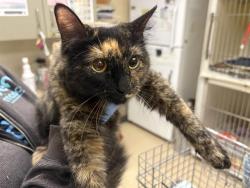 Shelter Stray Female Cat last seen Near BLOCK N 39TH ST, 3839 W Burnham St, West Milwaukee, WI 53215, USA