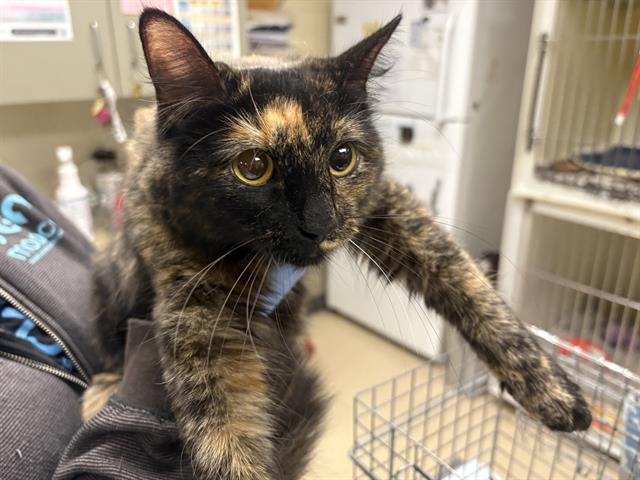 Shelter Stray Female Cat last seen Near BLOCK N 39TH ST, 3839 W Burnham St, West Milwaukee, WI 53215, USA