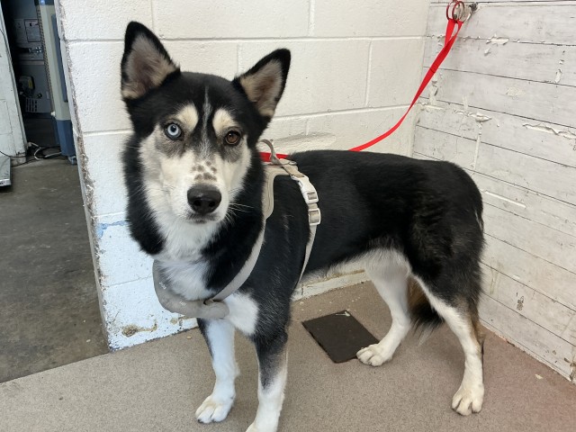 Shelter Stray Male Dog last seen BENNINGTON X YOSEMITE LOOP, 333 Chandler Pl, San Bernardino, CA 92408, USA