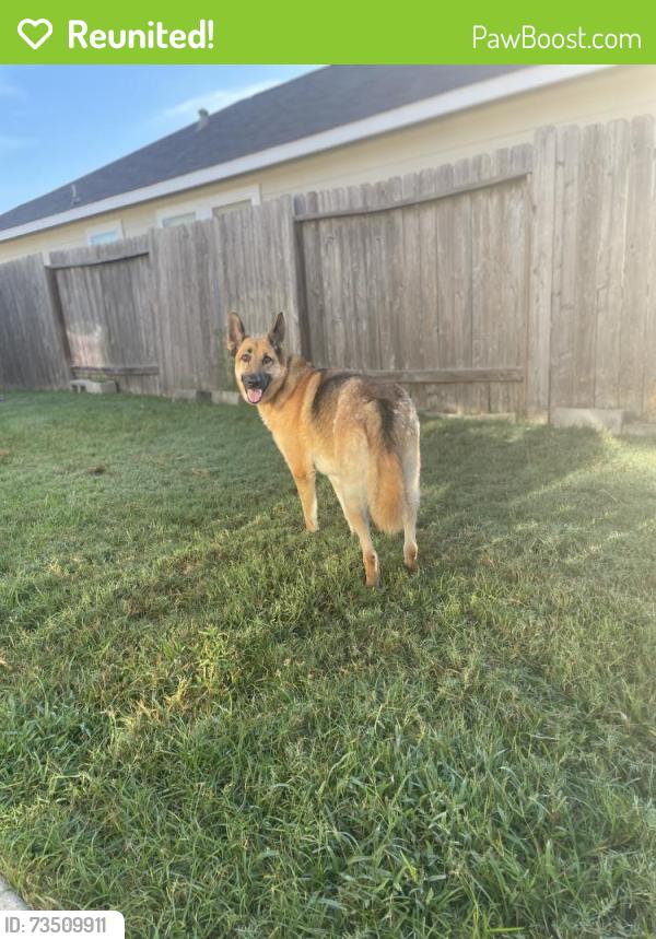 Reunited Female Dog last seen Level oak and royal oak pl, Spring, TX 77380