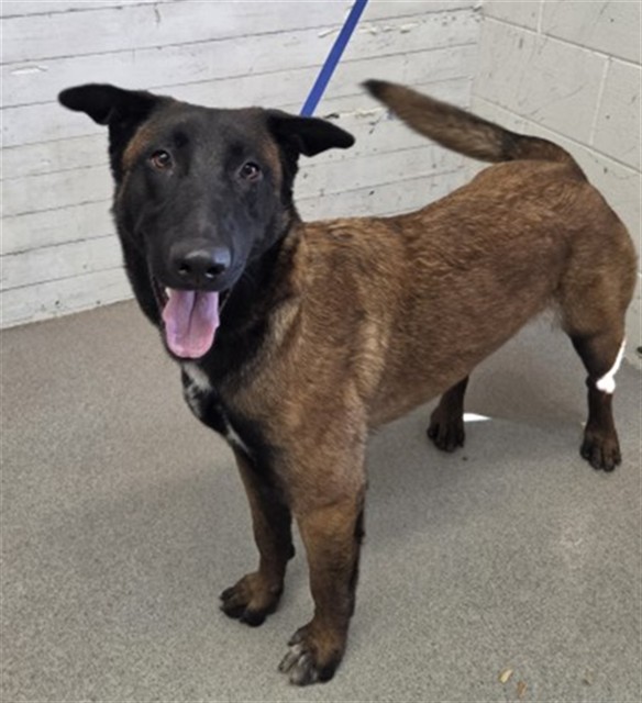 Shelter Stray Female Dog last seen PENNSYLVANIA X RIALTO, 333 Chandler Pl, San Bernardino, CA 92408, USA