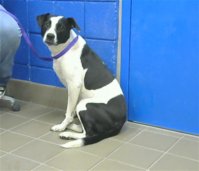 Shelter Stray Female Dog last seen SEE NOTE, 8920 Lomas Blvd NE, Albuquerque, NM 87112, USA