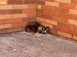 Found/Stray Unknown Cat last seen 257th and Cherry Park Road, Troutdale, OR 97060