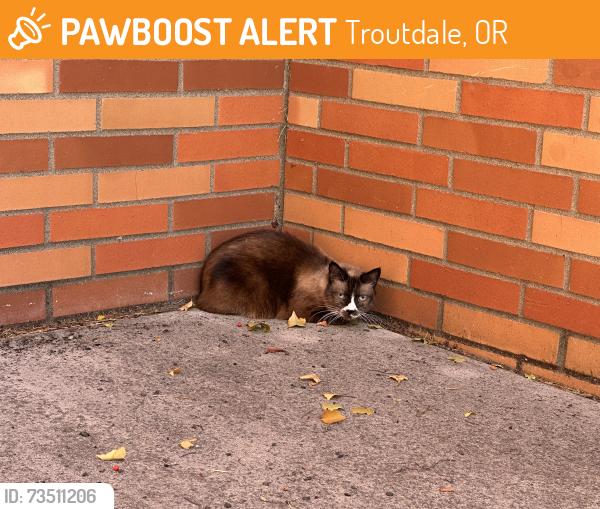 Found/Stray Unknown Cat last seen 257th and Cherry Park Road, Troutdale, OR 97060