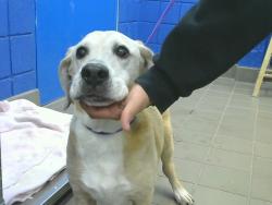 Shelter Stray Female Dog last seen , 8920 Lomas Blvd NE, Albuquerque, NM 87112, USA