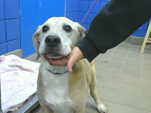 Shelter Stray Female Dog last seen , 8920 Lomas Blvd NE, Albuquerque, NM 87112, USA