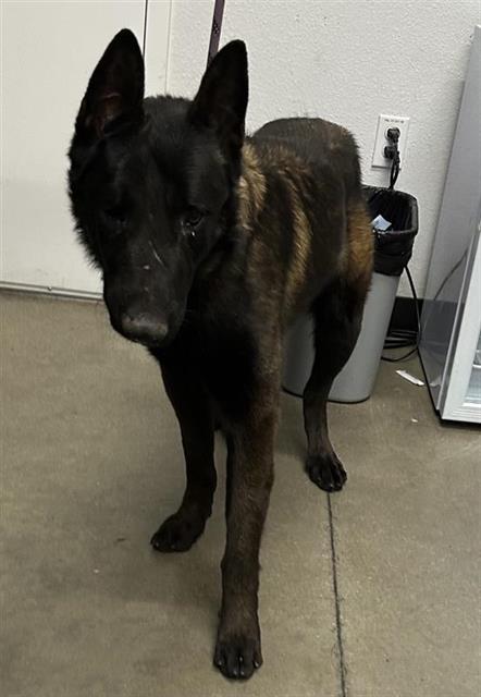 Shelter Stray Male Dog last seen Near BLOCK E WOODWARD AVE, FRESNO CA 93702 4436, 5277 E Airways Blvd, Fresno, CA 93727, USA