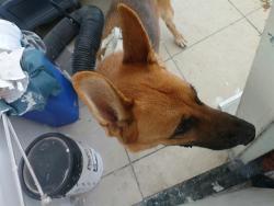 Shelter Stray Male Dog last seen Near BLOCK N OCEAN BLVD, FORT LAUDERDALE FL 33308, 2400 SW 42nd St, Fort Lauderdale, FL 33312, USA