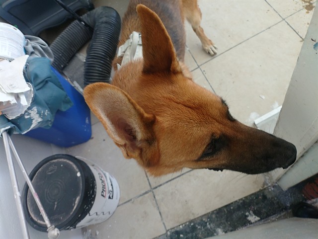 Shelter Stray Male Dog last seen Near BLOCK N OCEAN BLVD, FORT LAUDERDALE FL 33308, 2400 SW 42nd St, Fort Lauderdale, FL 33312, USA