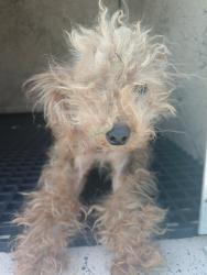 Shelter Stray Female Dog last seen Near BLOCK E WIND CIR, SUNRISE FL 33326, 2400 SW 42nd St, Fort Lauderdale, FL 33312, USA
