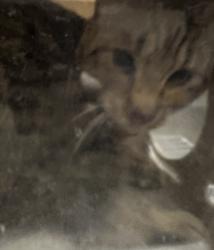 Shelter Stray Male Cat last seen , 957 N Gaffey St, San Pedro, CA 90731, USA