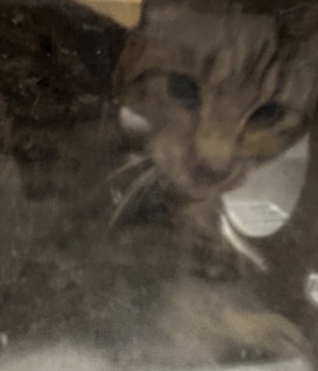Shelter Stray Male Cat last seen , 957 N Gaffey St, San Pedro, CA 90731, USA