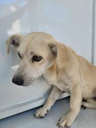Shelter Stray Male Dog last seen , 957 N Gaffey St, San Pedro, CA 90731, USA