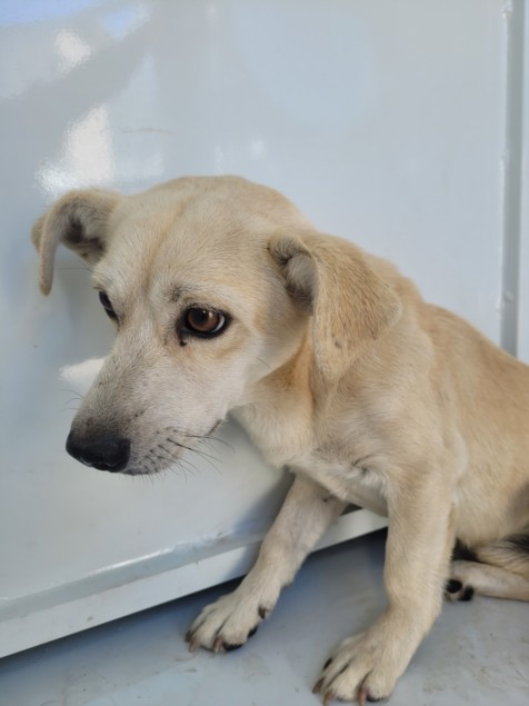 Shelter Stray Male Dog last seen , 957 N Gaffey St, San Pedro, CA 90731, USA