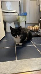 Lost Female Cat last seen N Bergen Boulevard, Palisades Park, NJ 07650